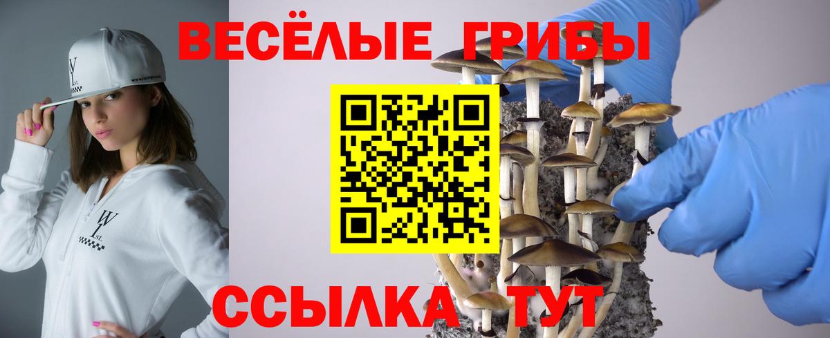 Галлюциногенные грибы Psilocybe Шахты
